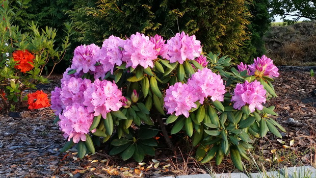 Rododendron 