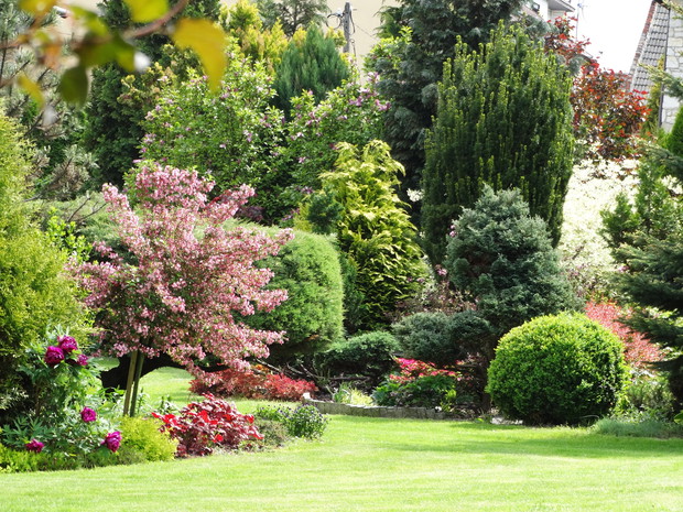 Róż i fiolet to dominujący kolor w ogrodzie.