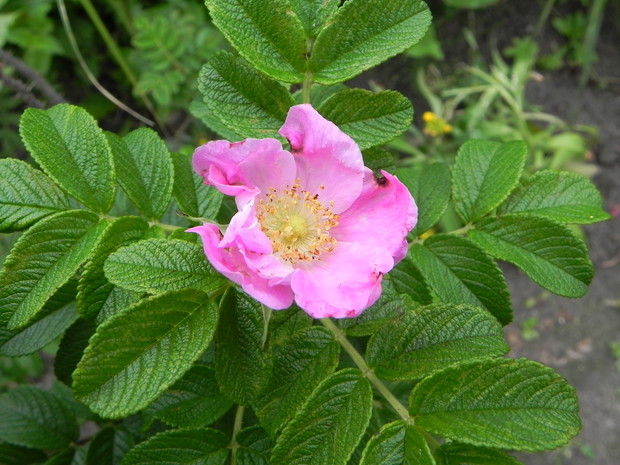 Róża cukrowa na przetwory