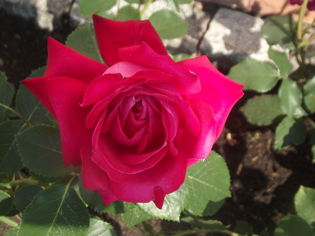 Róża - królowa kwiatów. 