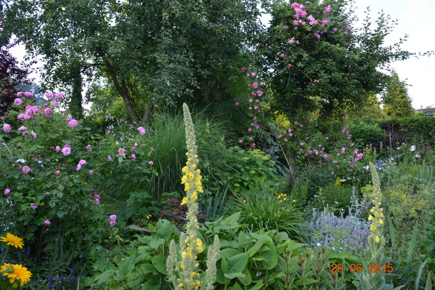 Róża obrasta starą jabłonkę