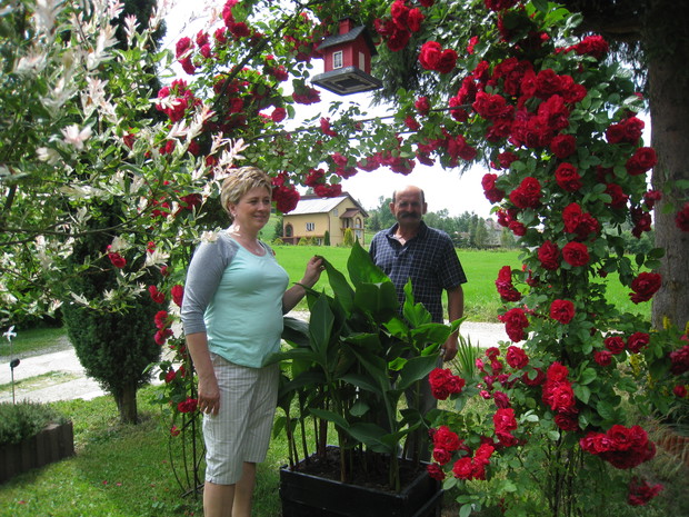 różane szaleństwo