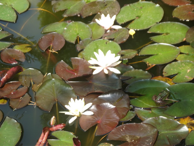 Rozkwitające lilie wodne.