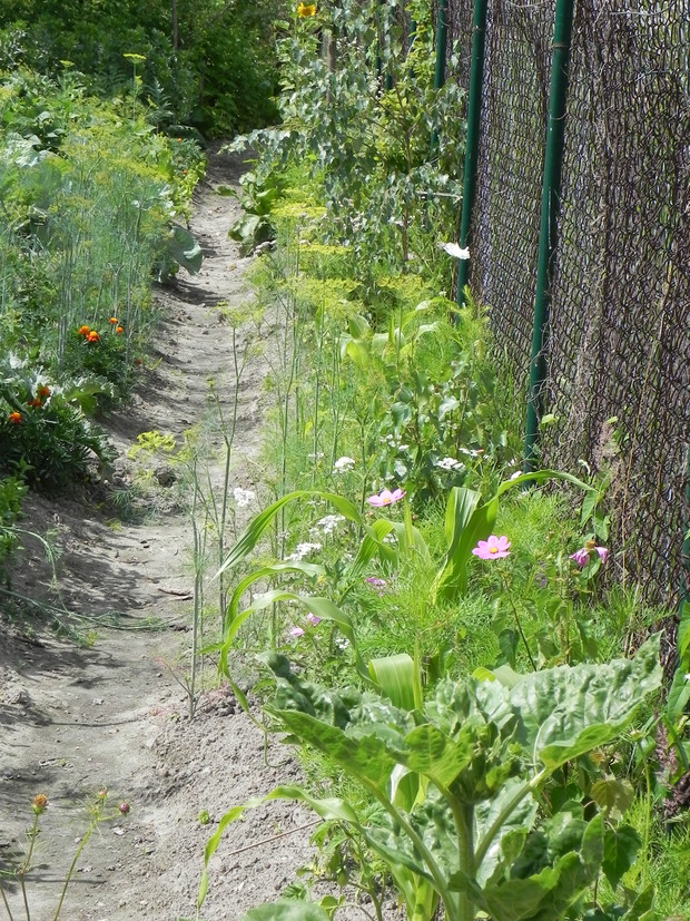 Różnorodność pod płotem