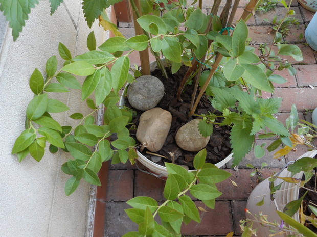 rozsada przez odklady.jagoda.