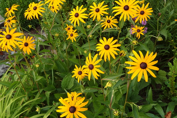 Rudbekia w kolorze słońca