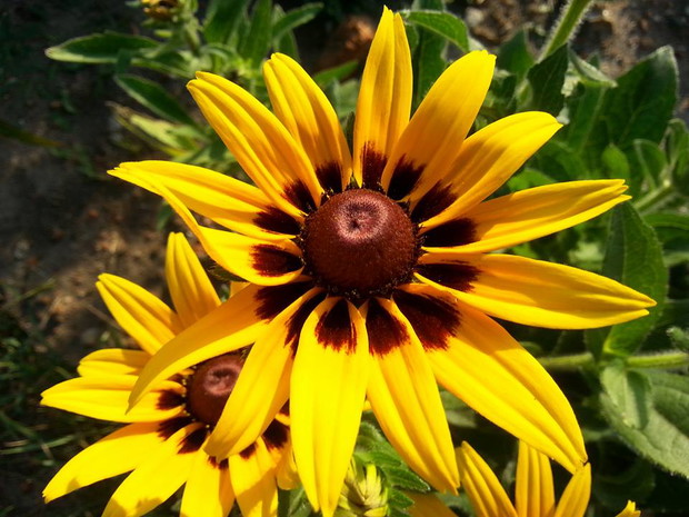 rudbekia z własnych nasion