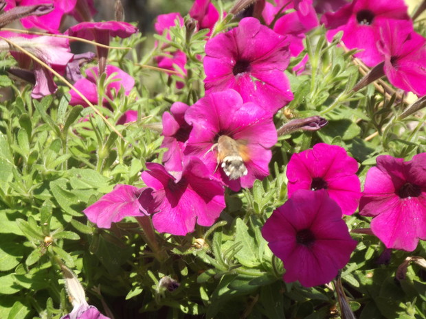 Rzadki gatunek motyla - fruczak gołąbek. 