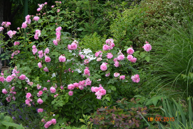 są też inne róże