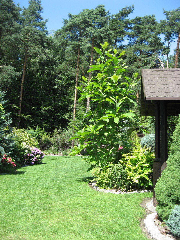 Serce ogrodu- magnolia parasolowata