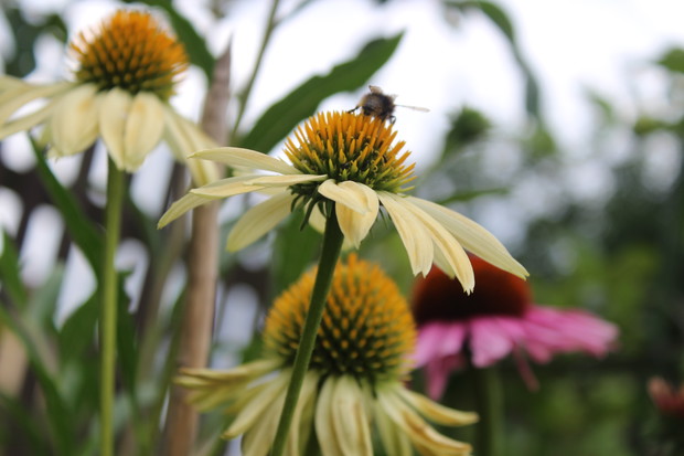Siadła pszczółka na Jeżówcę