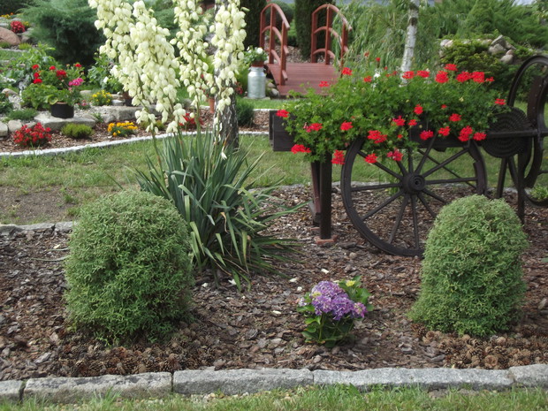 Sieczkarnia z pelargoniami i juka.