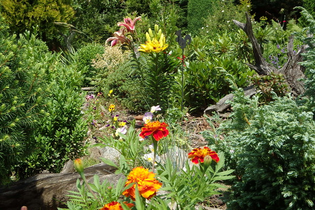 Sierpień w ogrodzie