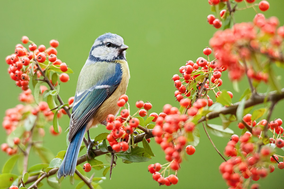 Sikora Modra (zdj.: Fotolia.com)