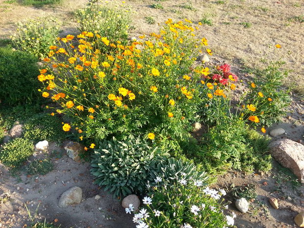 skalniak latem - kwitnąca stokrotka afrykańska, aksamitki samosiejki oraz nagietki