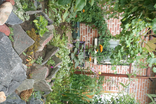 skalniak pod winogronami 