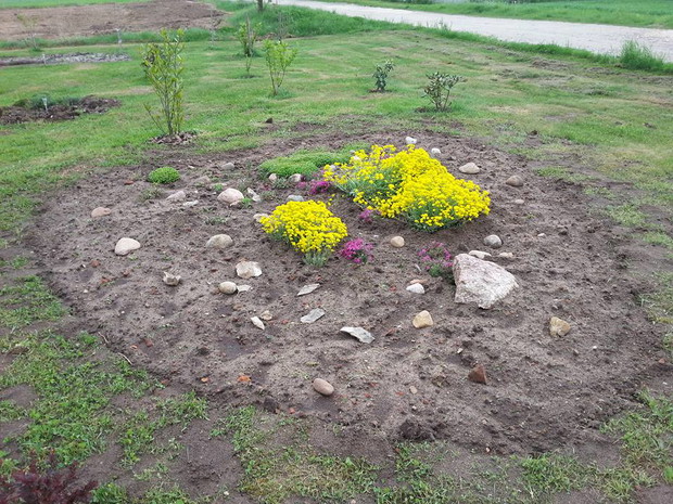 skalniak wiosną - kwitnąca smagliczka skalna