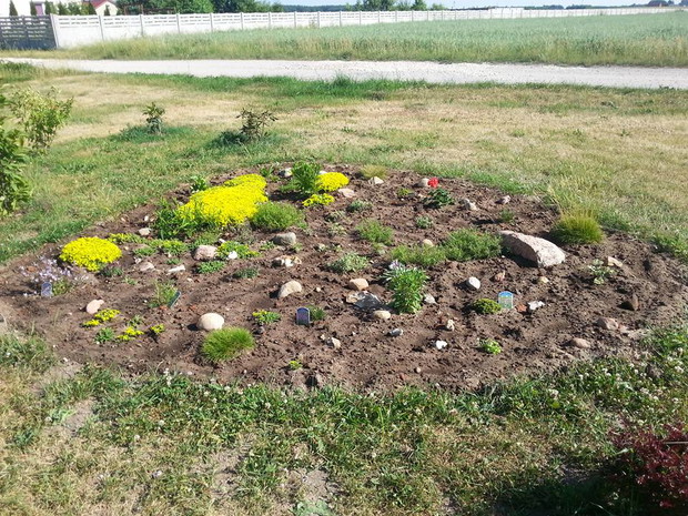 skalniak wiosną - kwitnący rozchodnik okazały