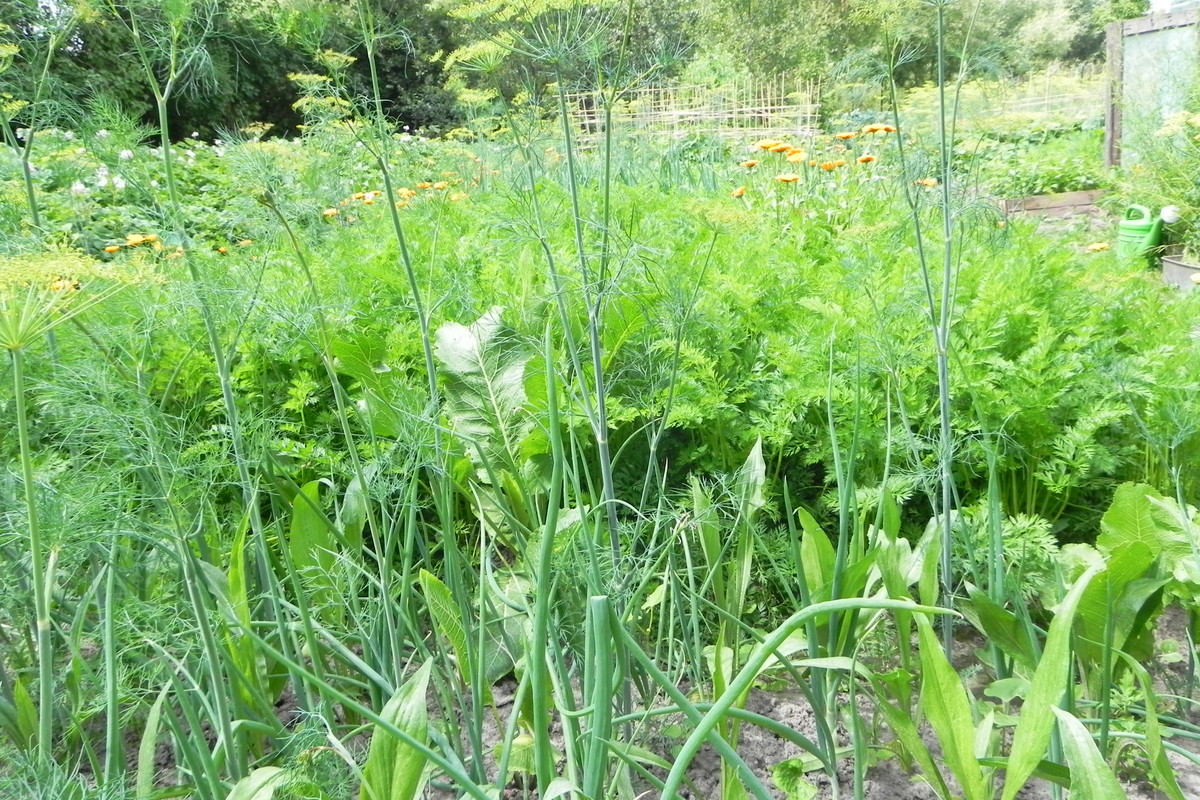Skorzonera i cebula rosną w zgodzie
