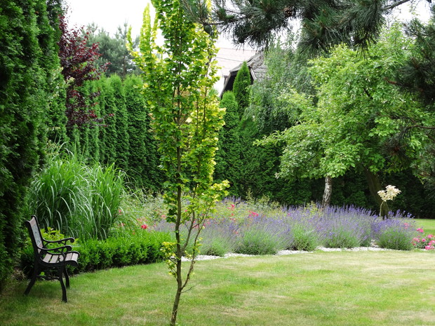 Słoneczna rabata z pachnącą lawendą - za nią powoli rozkwitają róże okrywowe.