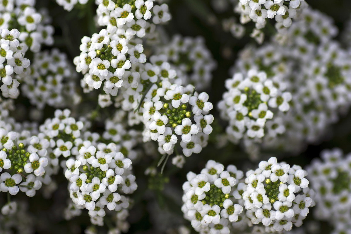 Smagliczka nadmorska Lobularia maritima (zdj.: Fotolia.com)