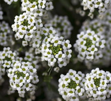 Smagliczka nadmorska Lobularia maritima (zdj.: Fotolia.com)