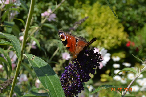 (specjalnie dla nich "łapacz")..