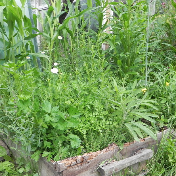 Stara skrzynia pachnąca ziołami