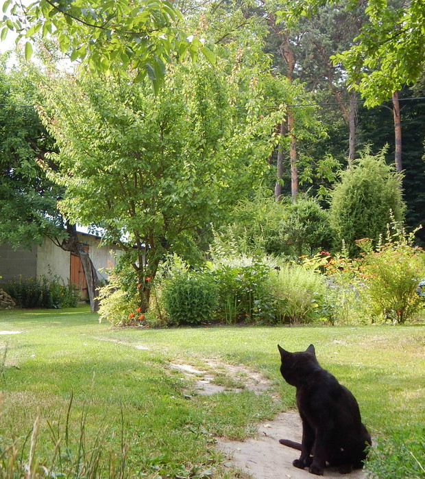 Strażnik ogrodowy nr 2: Stefan...