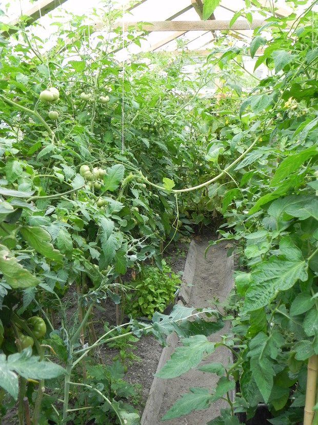 Szklarnia wypełniona po brzegi