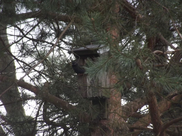 Szpak w swoim domku.