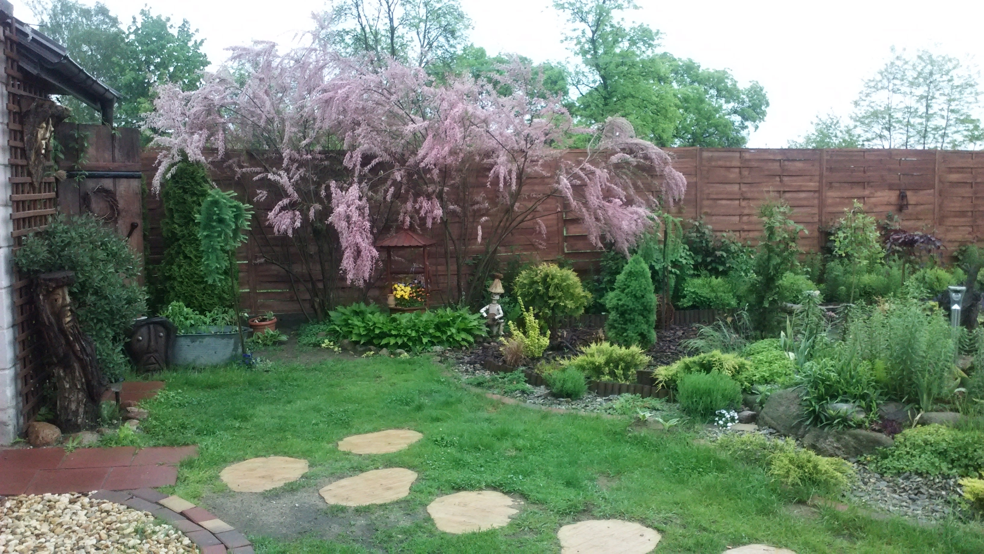 Tamaryszek czyli różowa chmurka