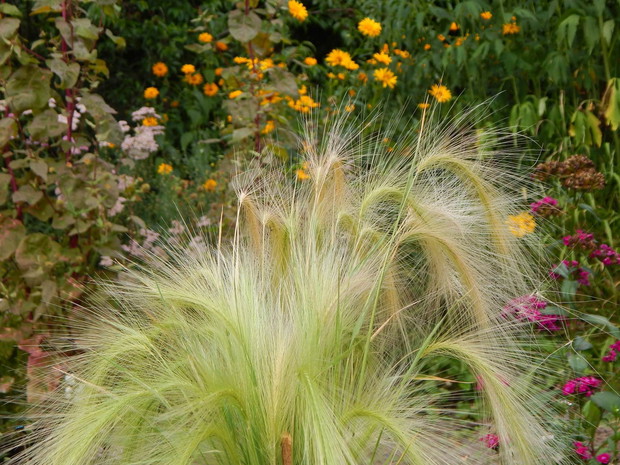 Tegoroczny nabytek z wystawy w Sitnie - jęczmień grzywiasty...