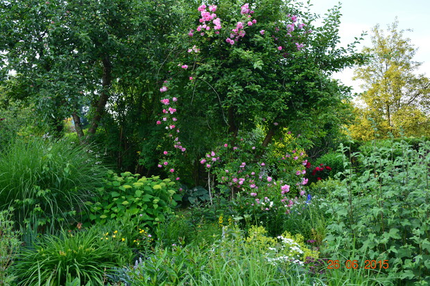 to chyba super dorothy