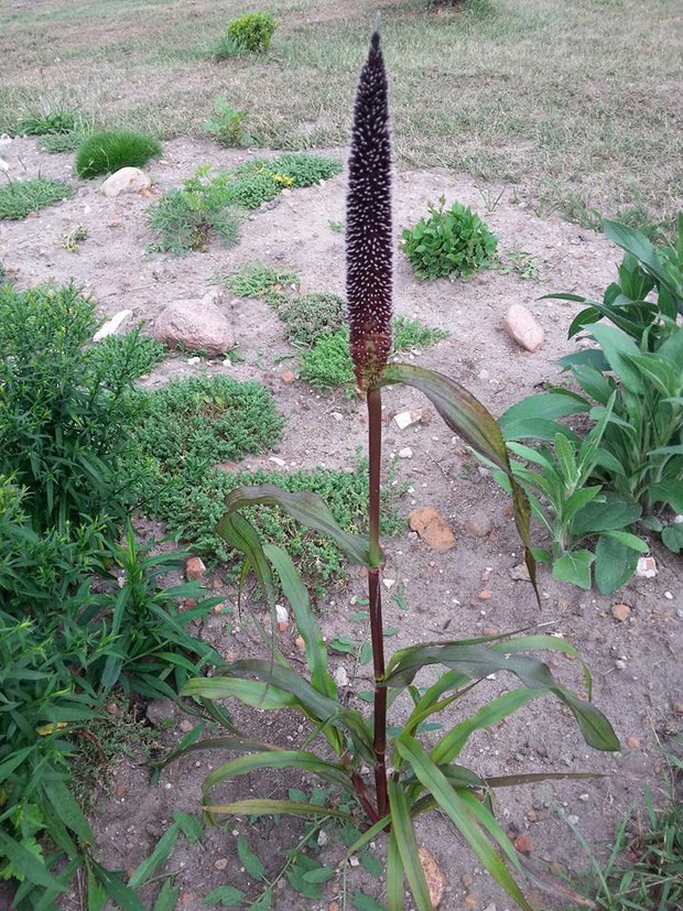 trawka wyhodowana z nasion