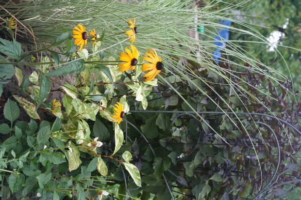 trawy - idealne tło dla kwitnących kwiatów 