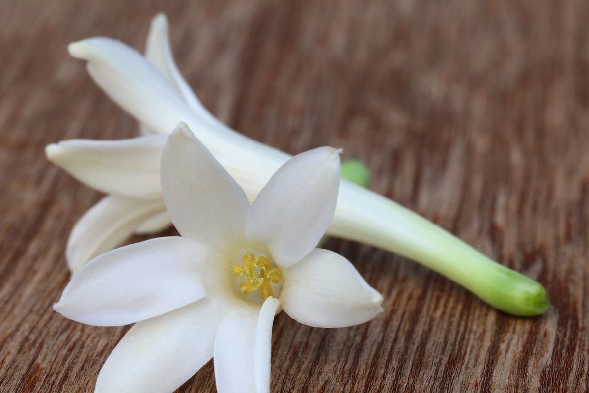 Tuberoza bulwiasta (zdj.: Fotolia.com)