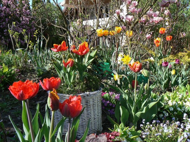 Tulipany na tle kwitnącej magnolii.