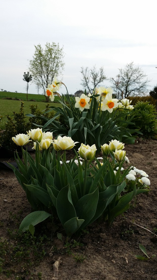 Tulipany, narcyze, stokrotki