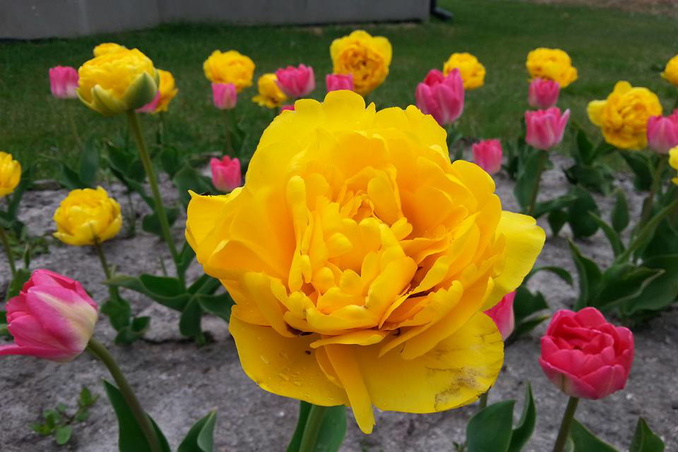 tulipany