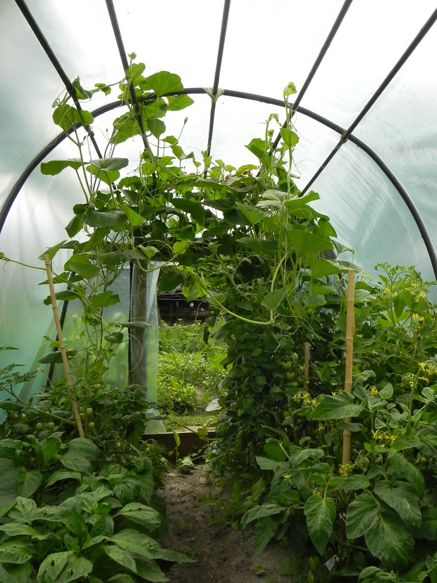 Tykwa wita w tunelu foliowym