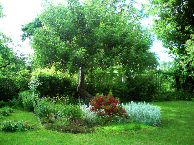 W końcu ogrodu pod szarą renetą rozkwita czerwienią krzewuszka.