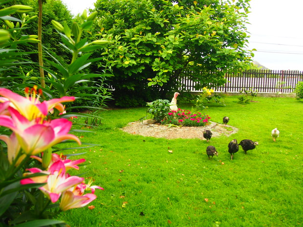 W moim ogrodzie schronienia szukają wszyscy...