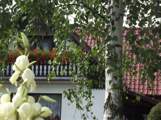 W naszym ogrodzie znalazło się miejsce również dla brzóz, które zawsze jako pierwsze zwiastują nadchodzącą jesień.