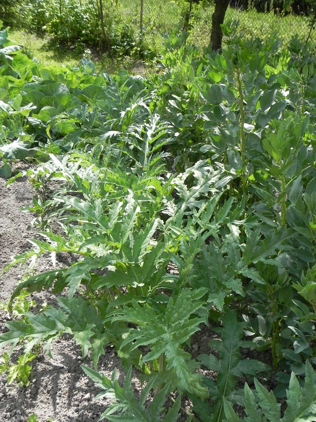 W oczekiwaniu na karczochy