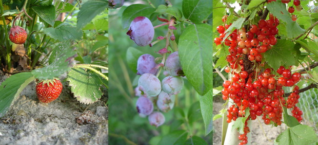 W tym roku mieliśmy na działce obfitość truskawek, borówek i czerwonych porzeczek.