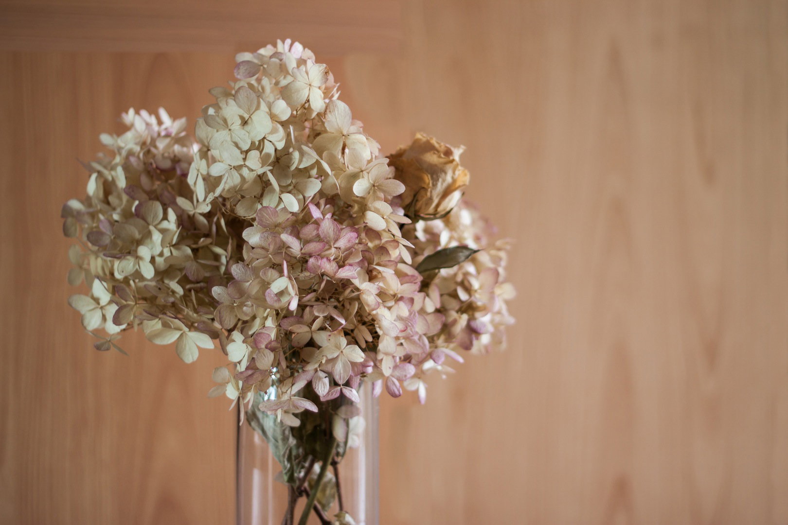 Wazon z ususzonymi hortensjami (zdj.: Fotolia.com)