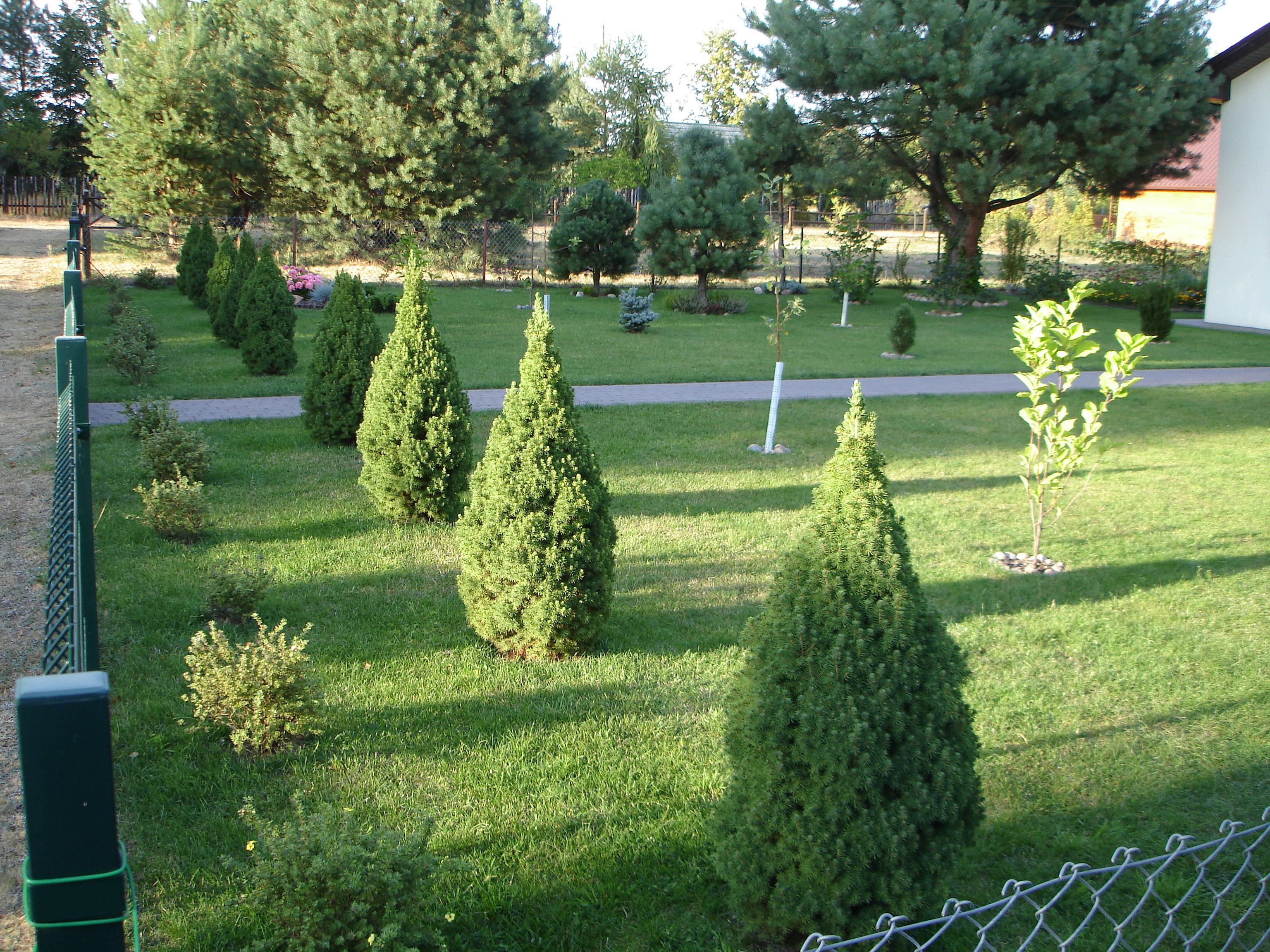 Widok ogólny działki od frontu, na pierwszym planie szpaler świerków „conica”, w głębi na prawo magnolia „old port”.