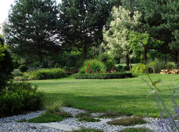 Widok z tarasu - niska obwódka z bukszpanu otacza nowo posadzone róże i jeżówki.