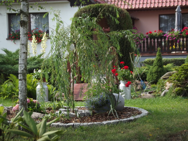 Wierzba płacząca, ale tylko z nazwy.